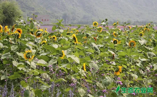 向日葵病虫害的常见种类及其防治方法 生态农业网