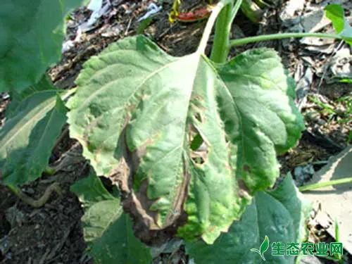 褐斑病对向日葵的危害及防治方法