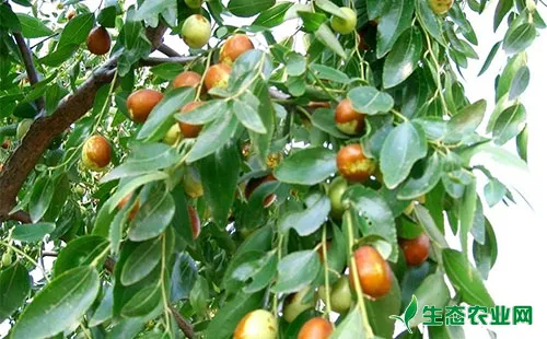 枣树食芽象甲的为害规律、发病特点及防治措施