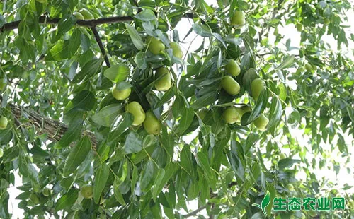 枣树枣瘿螨的危害症状、发生规律及防治方法