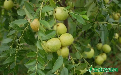 枣树瘤球坚蚧的发生特点和防治方法