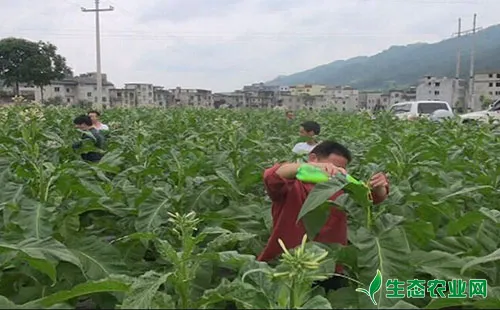 烟草打顶的方法、打顶高度的留叶数及应注意的问题