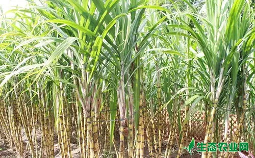 甘蔗螟虫的危害程度、发生时间及防治方法