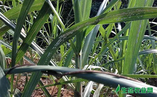 甘蔗绵蚜有哪些危害？农户们该怎么应对？