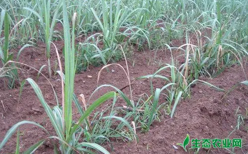 甘蔗螟害的发生与危害及防治策略和方法