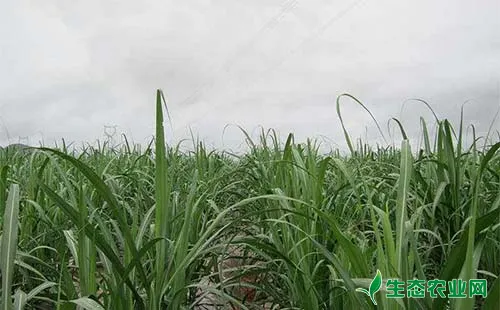 甘蔗栽培出现的问题及高产栽培技术