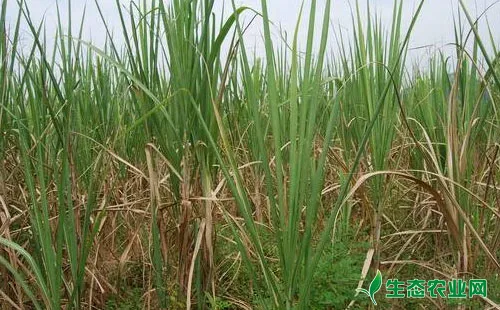 甘蔗田如何防除杂草，甘蔗除草技术