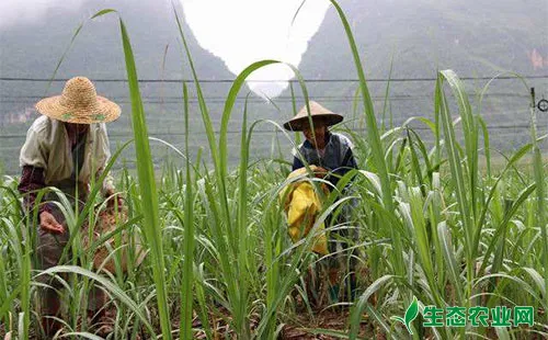甘蔗生产施肥现状及提高肥料利用率的方法