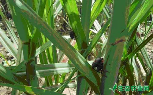 甘蔗常见病虫害及成因和综合防控措施