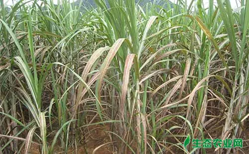 甘蔗常见病虫害及成因和综合防控措施