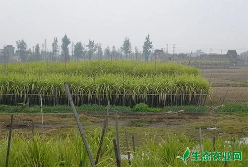 甘蔗田杂草5大防除技术总结