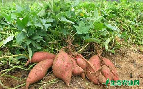 红薯茎螟的为害特点、形态特征、生活习性及防治方法