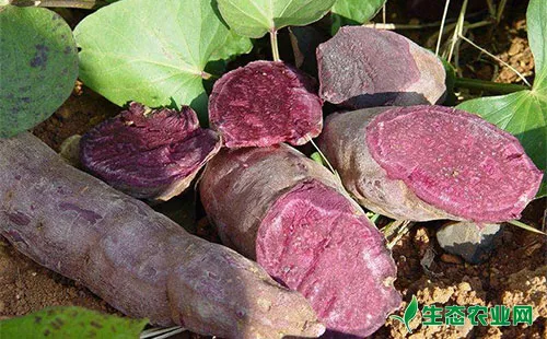 紫薯和红薯的区别有哪些，哪个更好？