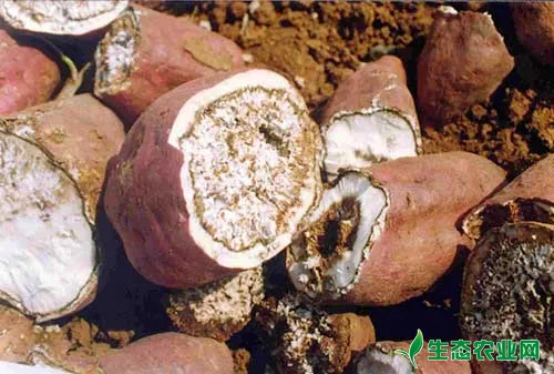 红薯常见病害综合防治技术