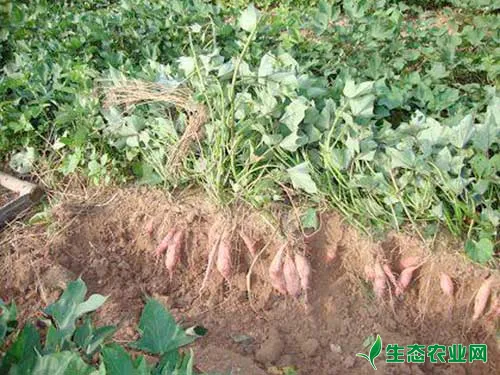 红薯这样种植能增产10%以上