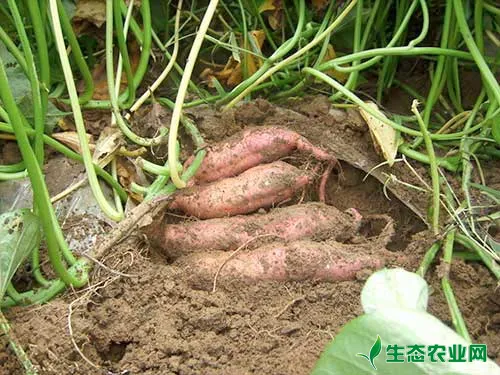 红薯这样种植能增产10%以上