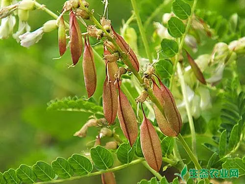 黄芪立枯病用什么药治？怎么治？