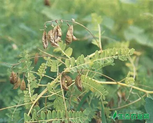 中草药黄芪常见病害防治