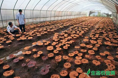 灵芝椴木栽培，再行覆土可提高产量