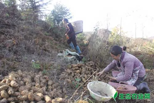 天麻怎么种?天麻高产种植技术