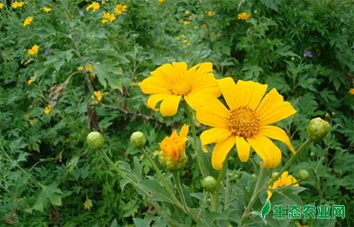 菊花宿根安全越冬措施总结