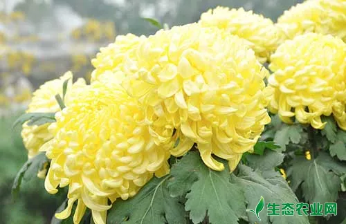 菊花黑斑病的症状、发病原因及防治方法