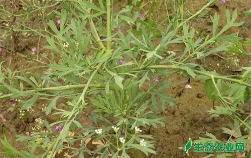 防风种植技术、田间管理和病虫害防治