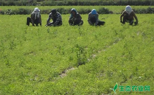 黄芩除草剂的选择及其使用注意事项