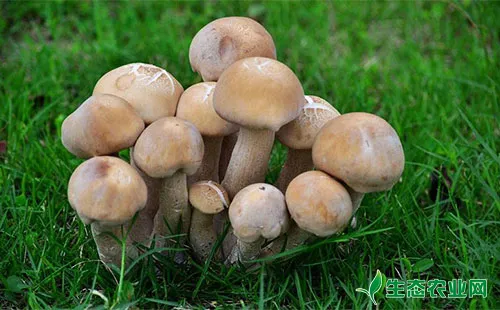 双孢蘑菇褐腐病发生规律及综合防治技术