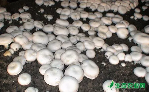 双孢蘑菇常见多发病害症状及防治方法