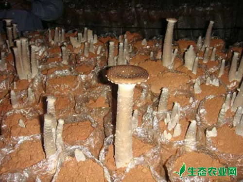 蘑菇被绿霉污染如何防治才好？