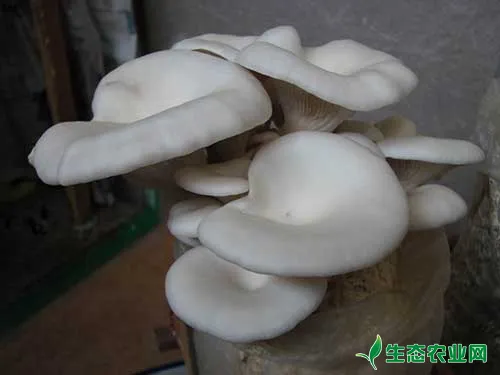 种植蘑菇土法施肥可增产
