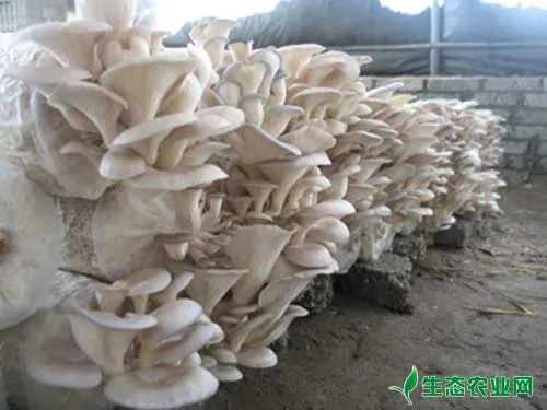 蘑菇褐斑病为害症状、发生规律及综合防治