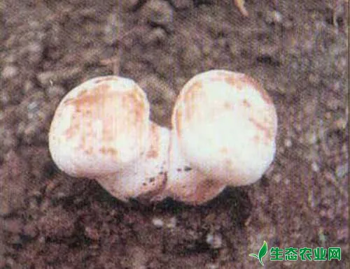蘑菇褐斑病为害症状、发生规律及综合防治