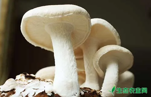 教你几种蘑菇高产的配制肥料
