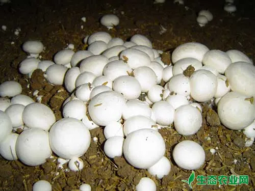 沼肥栽培蘑菇，产量可提高15%