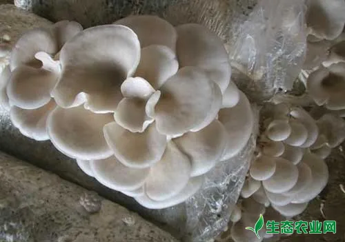 高温蘑菇是什么？高温蘑菇怎么种植？