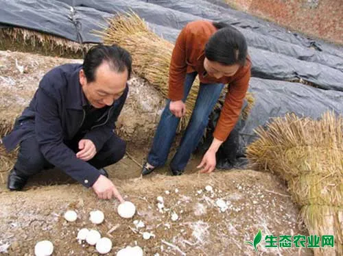 双孢蘑菇怎么种？双孢蘑菇综合种植技术