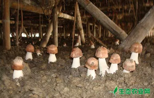 蘑菇种植一定要注意这六方面