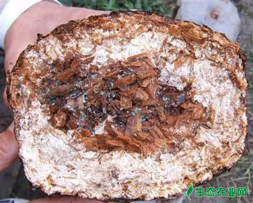 种植蘑菇被杂菌污染怎么办？