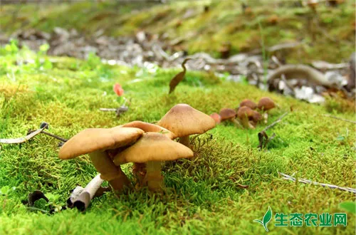 蘑菇采摘后合理追肥促高产
