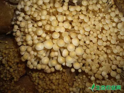 金针菇出菇整齐有要诀：抑菌 后熟 搔菌