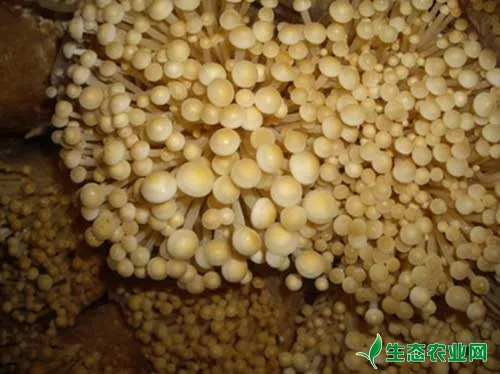 金针菇出菇期肥水管理技术