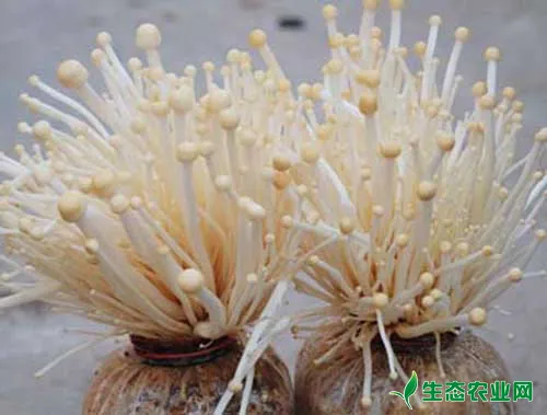 金针菇一次性收菇栽培法效益高