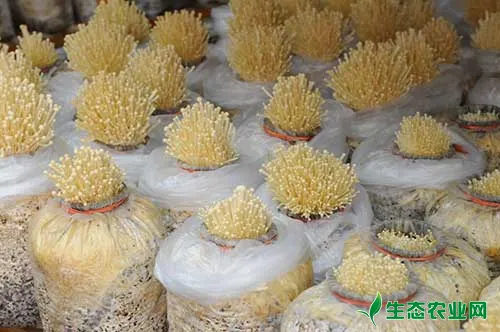 金针菇种植：适合金针菇的成长环境