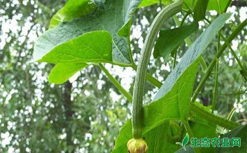 丝瓜节瓜蓟马的危害症状、发生规律及防治方法