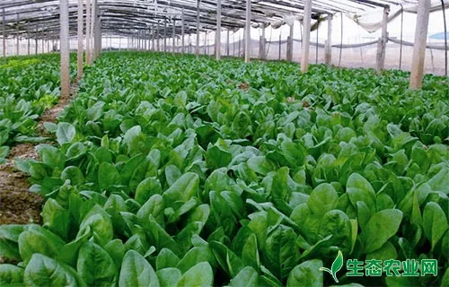 菠菜低产原因及提高产量的措施