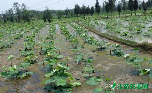 莲藕食根叶甲的为害特点、形态特征及防治方法