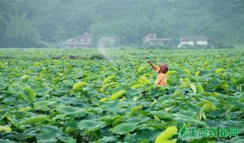 种植莲藕什么时候追肥？如何追肥？