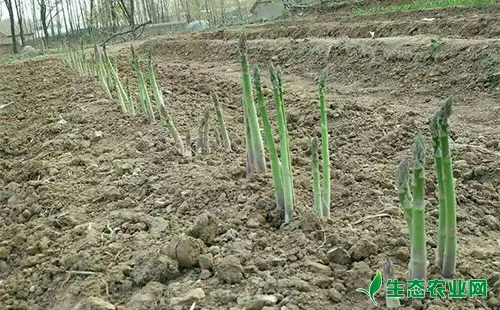 芦笋茎枯病发病症状、发病规律及综合防治技术